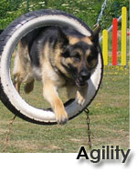 Pratiquer l'agility avec le club canin ESCM