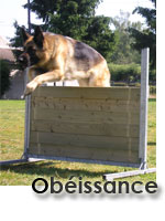 Pratiquer l'obéissance avec le club canin ESCM