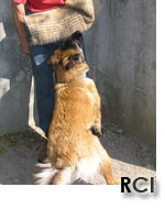 Pratiquer le RCI avec le club canin ESCM