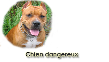 Formation 7H des chiens dangereux avec le club canin montcellien