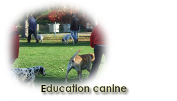 Découvrez l'éducation canine avec le club canin montcellien